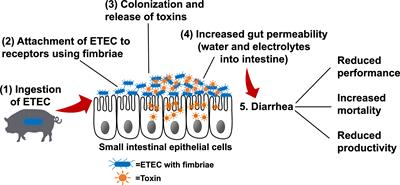 Enterotoxigenic Escherichia coli infection of weaned pigs: Intestinal challenges and nutritional intervention to enhance disease resistance